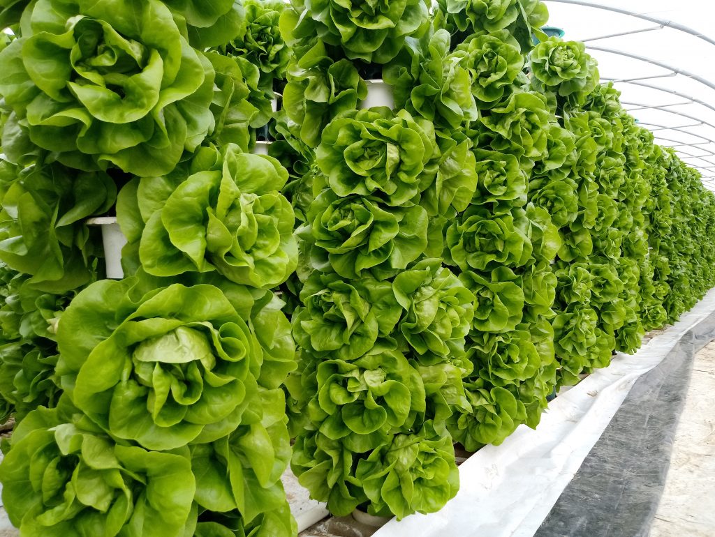 Saturn Bioponics system lettuce